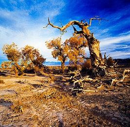 《diorama》登陆Steam 休闲温馨装饰模拟